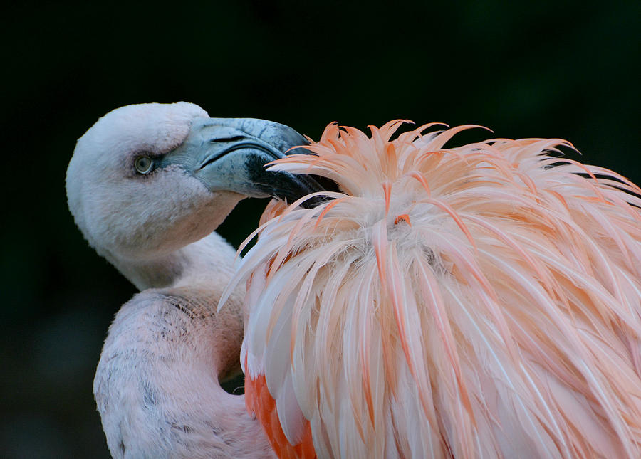 Flamingo Photograph - Pink Darkness 3 by Fraida Gutovich