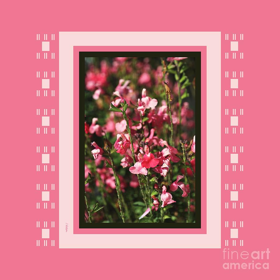 Pink Dawn Sage Salvia With Design Photograph by Joy Watson