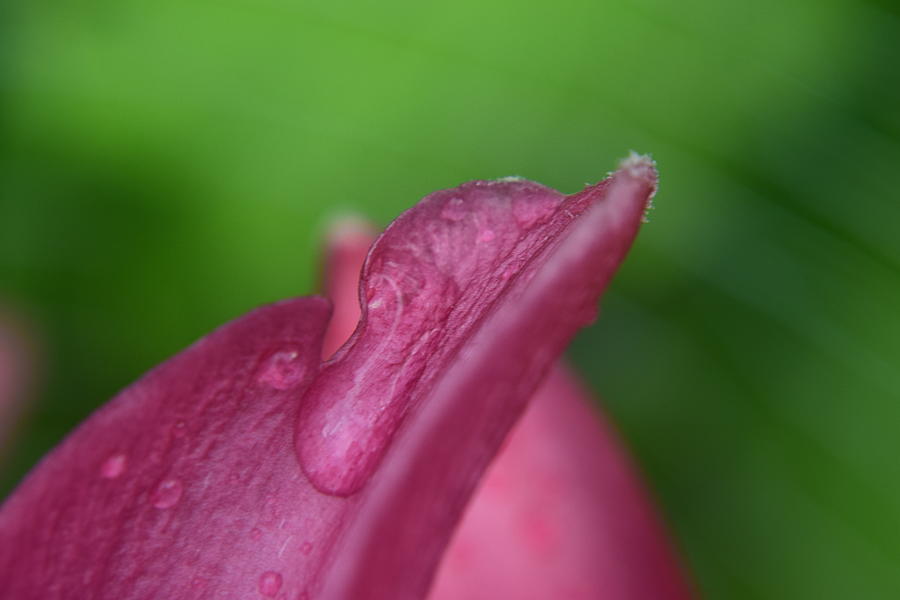 Pink Daylily After Spring Rain Photograph by Curtis Krusie