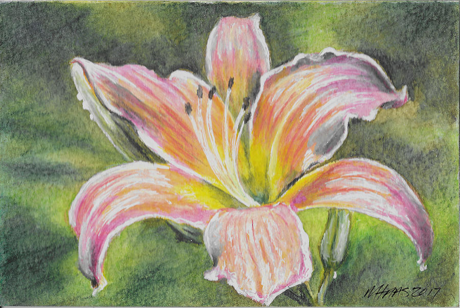 Pink Daylily Painting by Martha Haas - Fine Art America