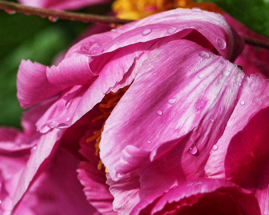 Flowers Still Life Photograph - Pink Delight by Bill Kesler