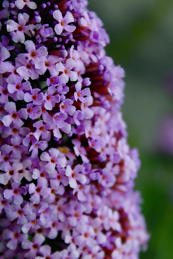 Pink Delight Butterfly Bush Bloom Beauty Photograph by M E