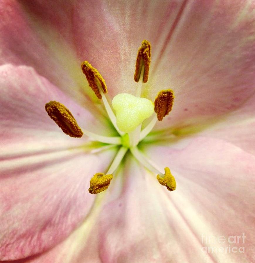 Pink Photograph by Denise Railey