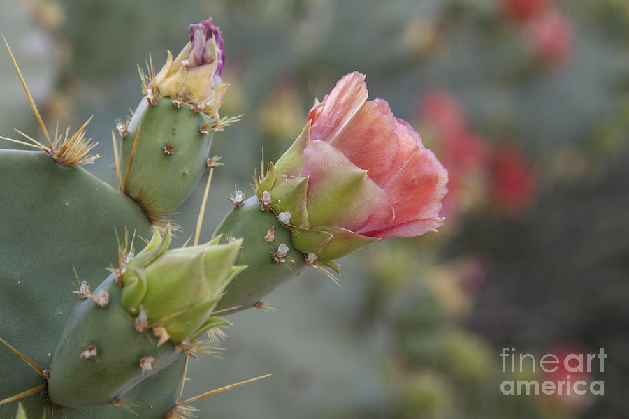 Flowers Still Life Photograph - Pink desert blooms by Ruth Jolly