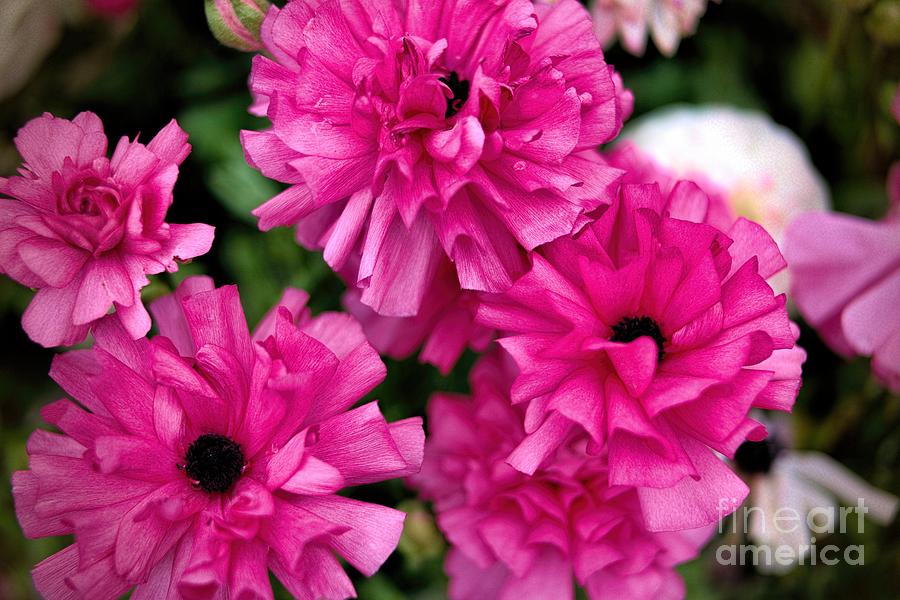 Pink Chrysanthemums Photograph by Diana Mary Sharpton