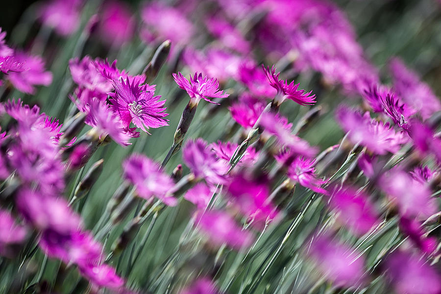 Pink Dianthus Abstract Photograph by Jeff Abrahamson