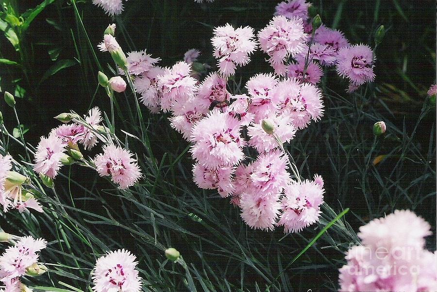 Pink Dianthus Photograph by Charles Robinson