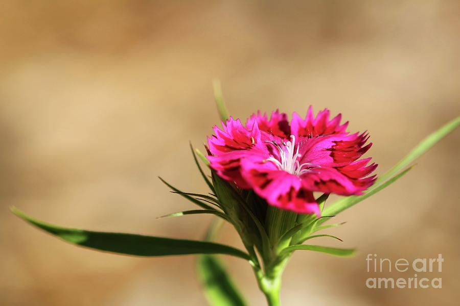 Pink Dianthus Photograph by Jimmy Ostgard