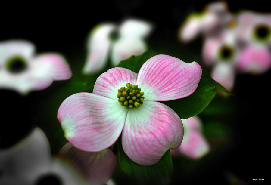 Pink Dogwood 003 Photograph by George Bostian