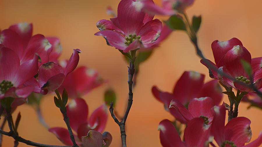 Pink Dogwood 2015 by Beth Akerman Pink Dogwood 2015 by Beth Akerman