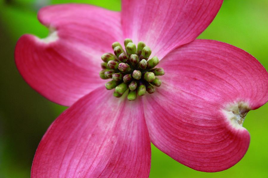 Pink Dogwood Bloom and Spring Green Photograph by M E