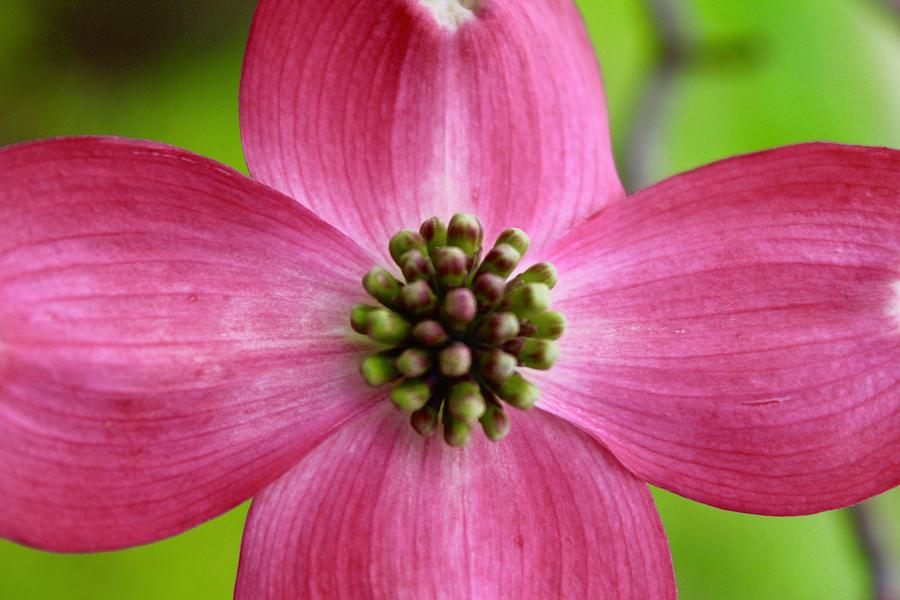 Pink Dogwood Bloom Cross Photograph by M E