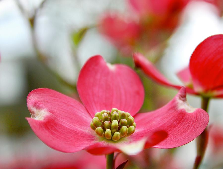 Pink Dogwood Bloom Photograph by M E