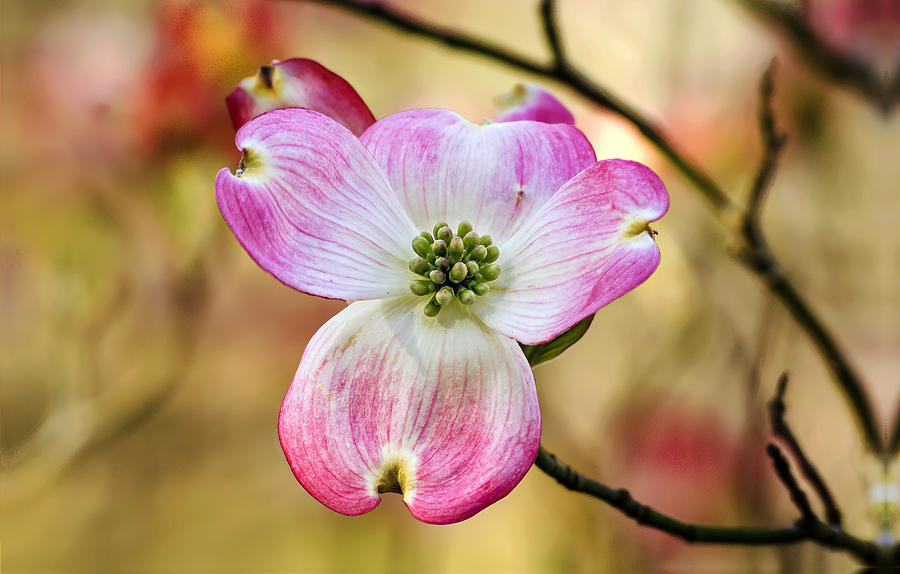 Pink Dogwood Bloom Photograph by Michael Whitaker