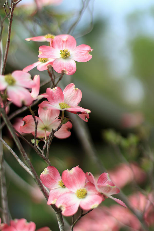 Pink Dogwood Blooms 3 Photograph by Andrea Kappler - Fine Art America