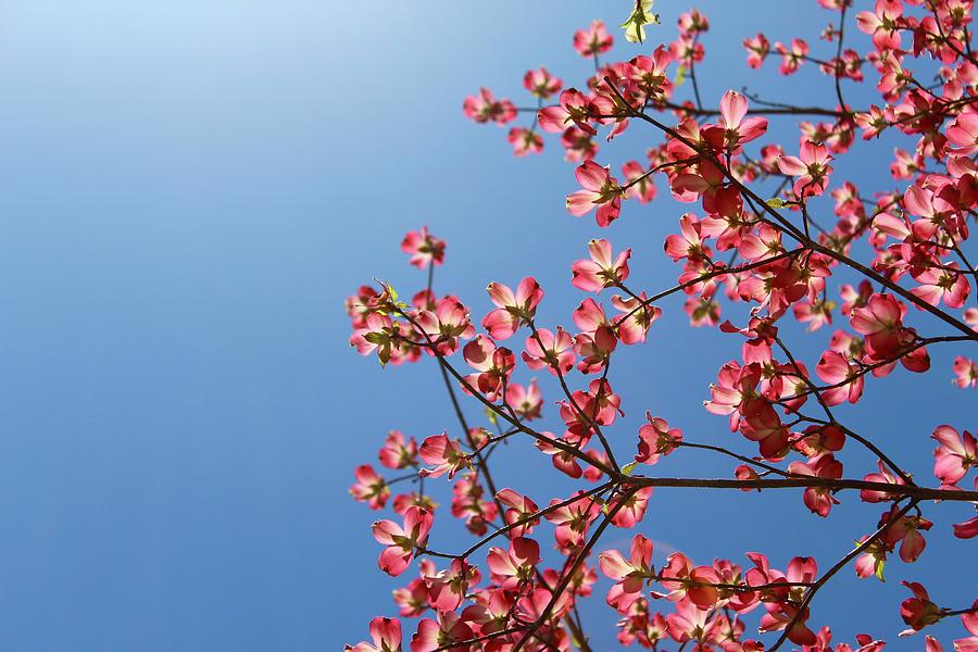 Pink Dogwood Blooms Reaching For Sunlight Photograph by M E