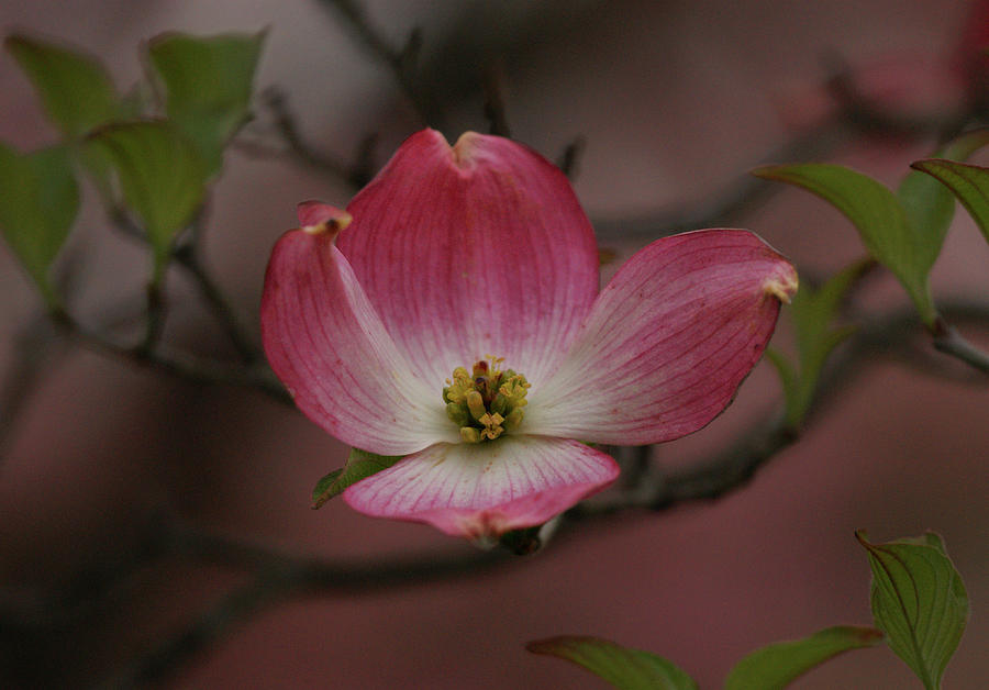Pink Dogwood Blossom Photograph by Sandy Keeton
