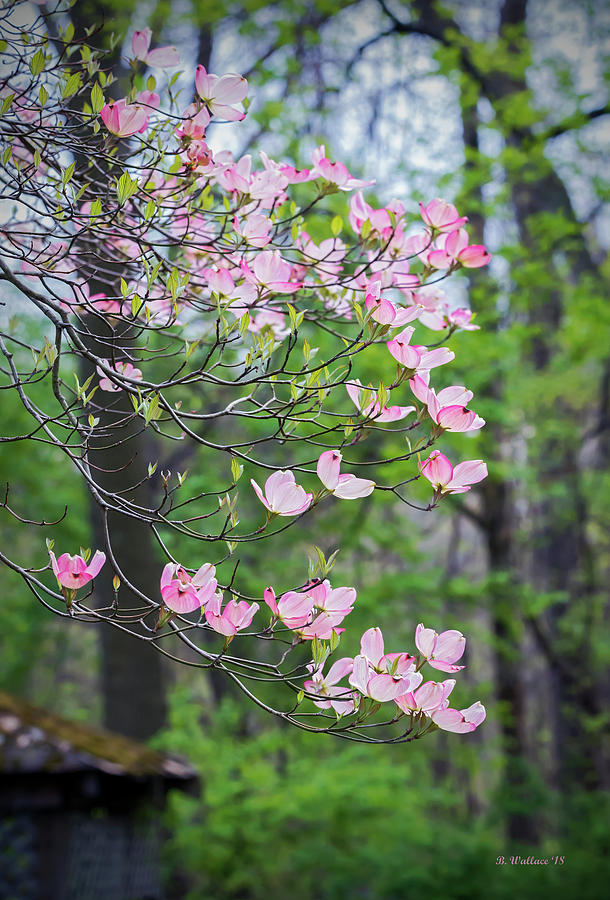 Pink Dogwood Blossoms Photograph by Brian Wallace