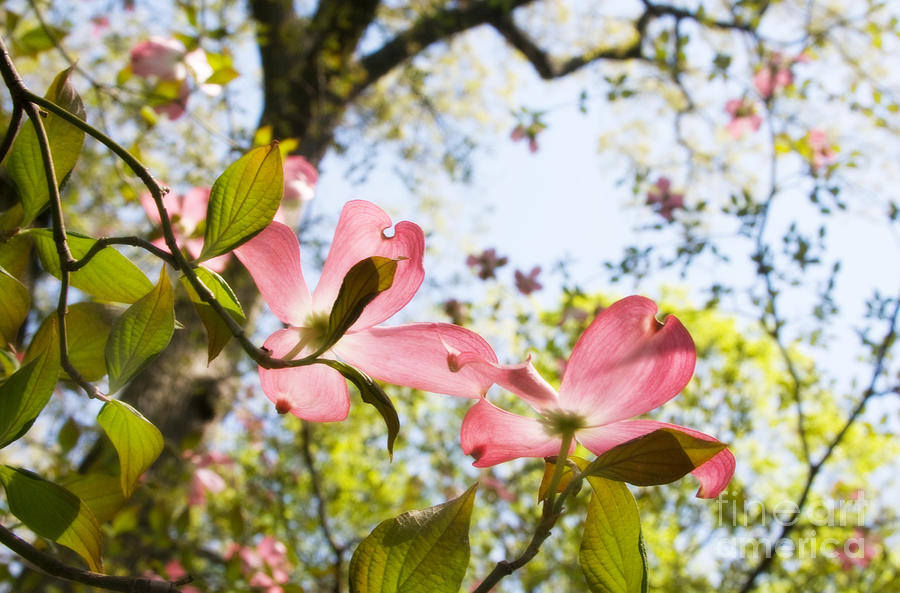 Pink Dogwood Blossoms Photograph by Chris Scroggins