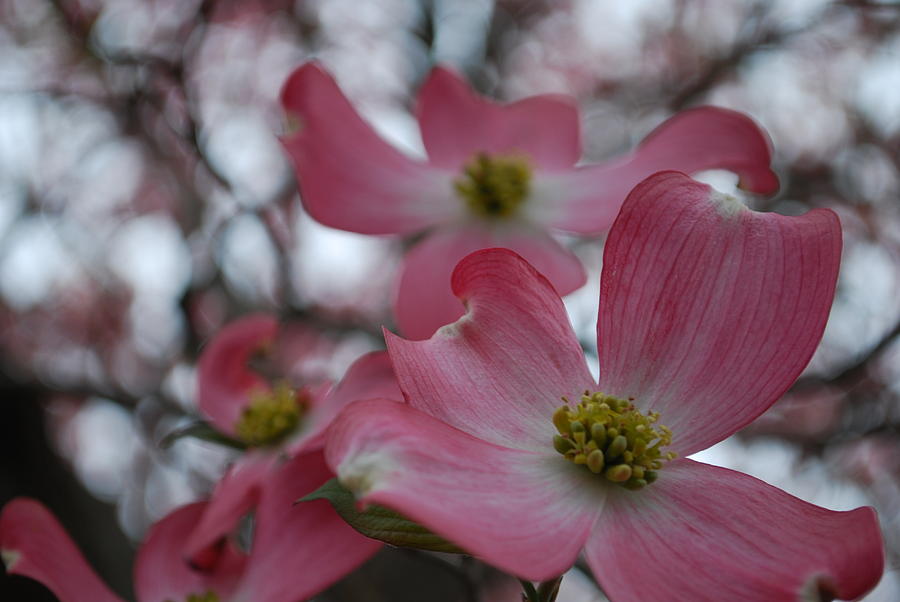 Pink Dogwood Blossoms Photograph by Emily Page