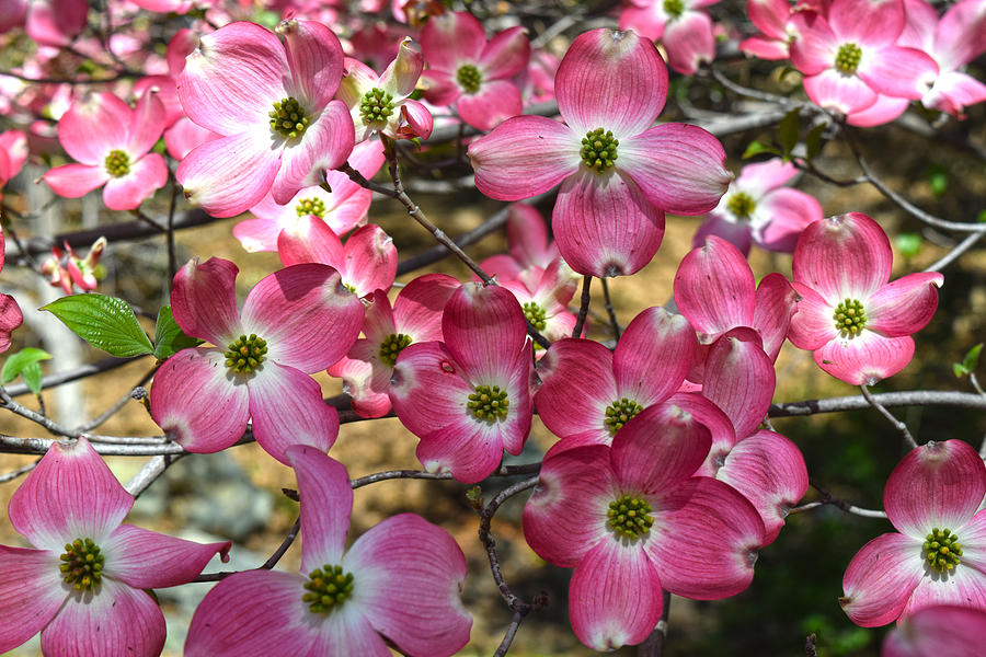 Pink Dogwood Blossoms Photograph by Frank Wilson