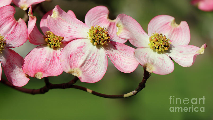 Pink Dogwood Blossoms Photograph by Karen Adams