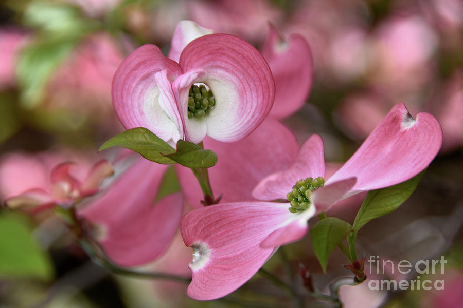 Pink Dogwood Blossoms Photograph by Scott Cameron