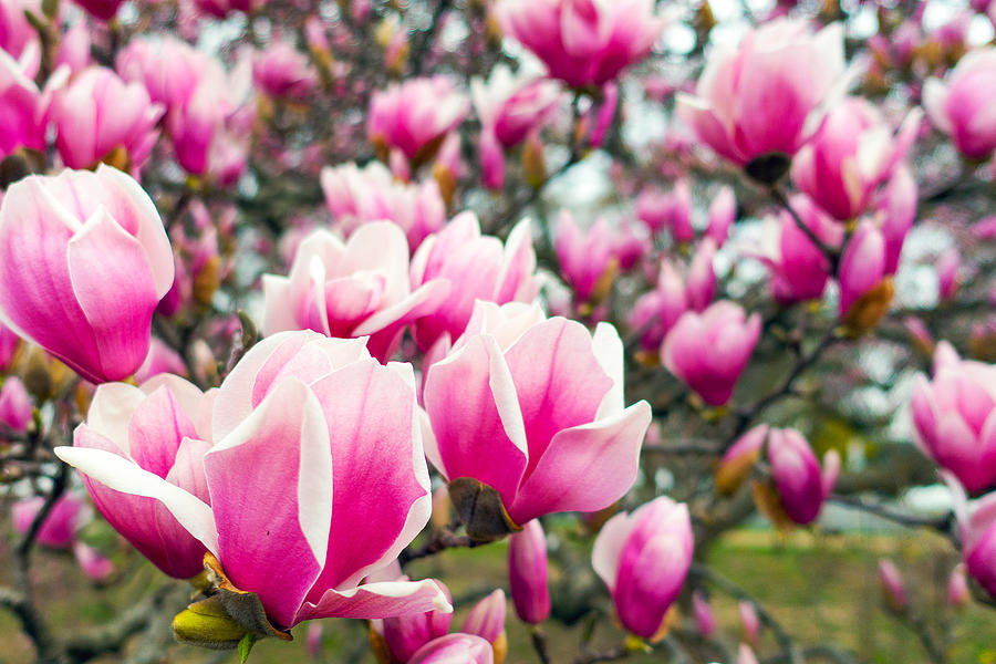 Pink Magnolia Blossoms Photograph by SR Green