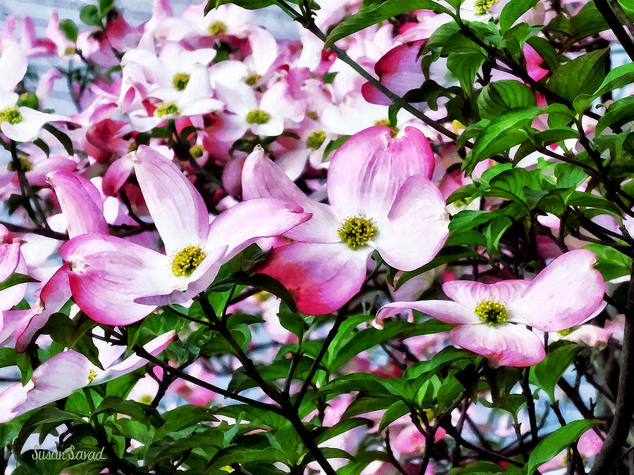Flower Photograph - Pink Dogwood Blossoms by Susan Savad