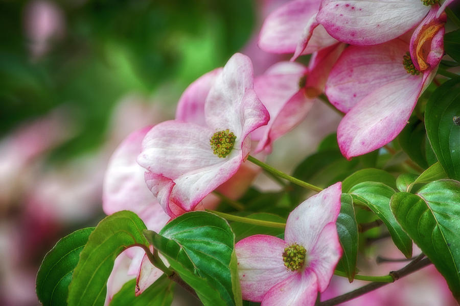 Pink Dogwood Photograph by Bonnie Bruno