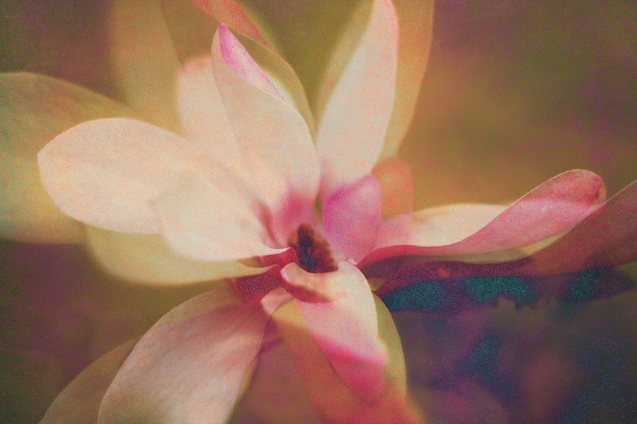 Pink Dogwood Dream Photograph by Suzanne Powers