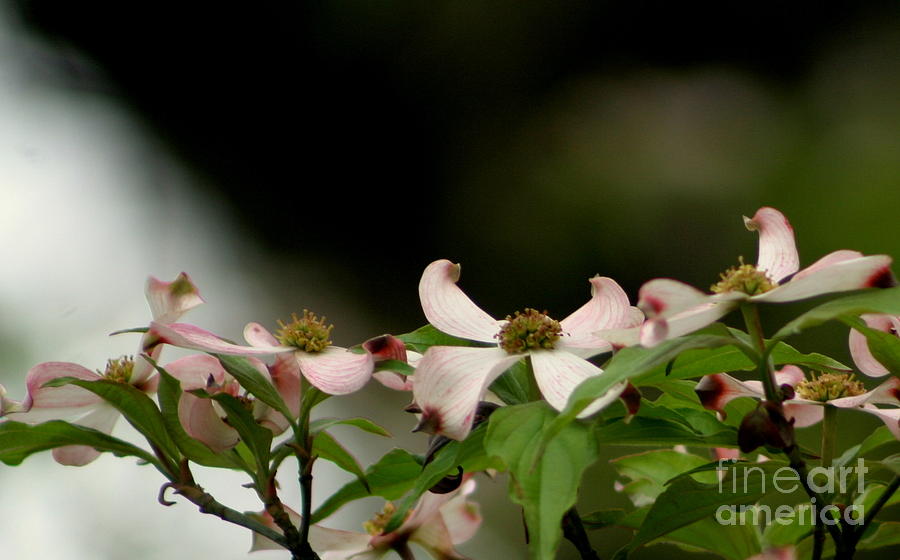 New Orleans Pink Dogwood Equinox Photograph by Michael Hoard