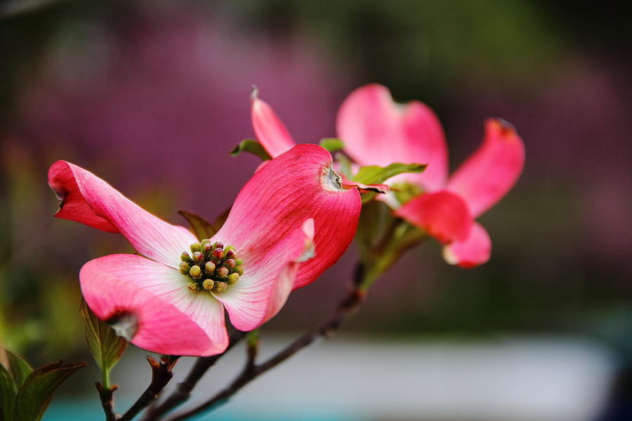 Pink Dogwood Flower Photograph by Allen Nice-Webb