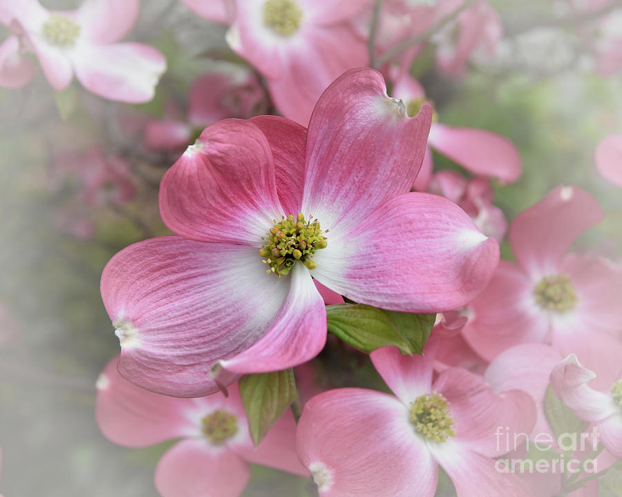 Pink Dogwood Flower Photograph by Scott Cameron