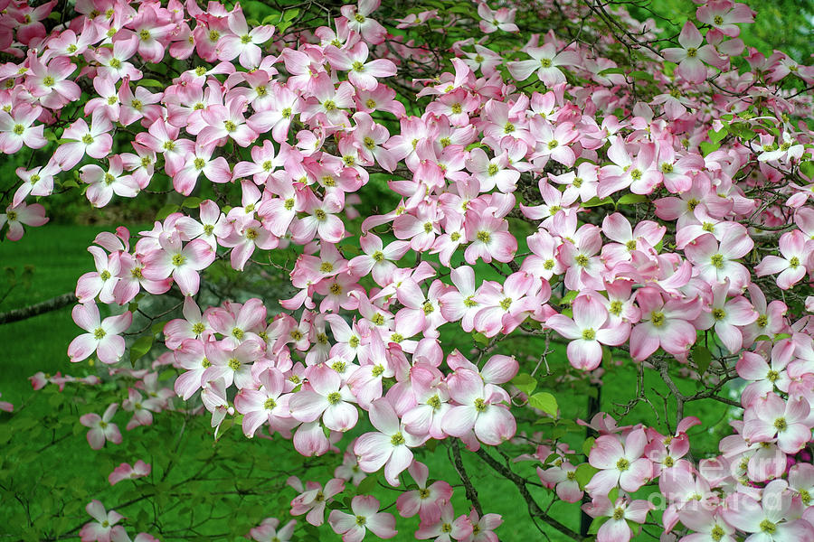 Flower Photograph - Pink Dogwood Flowers by Edward Fielding