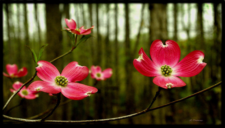 Pink Dogwood Flowers Photograph by James C Thomas