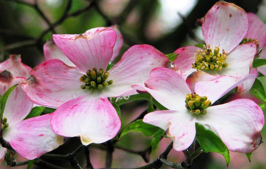 Pink Dogwood In An April Shower Photograph by Angela Davies