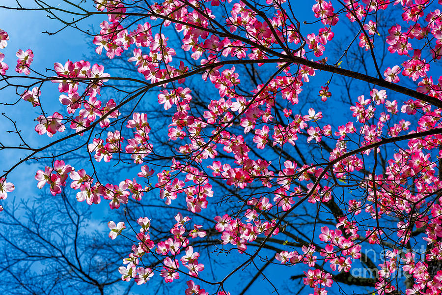 Pink Dogwood In Bloom Photograph by Paul Mashburn