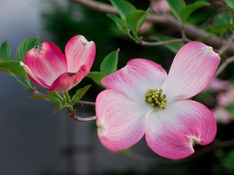 Pink Dogwood in the Morning Light Photograph by Lori Coleman