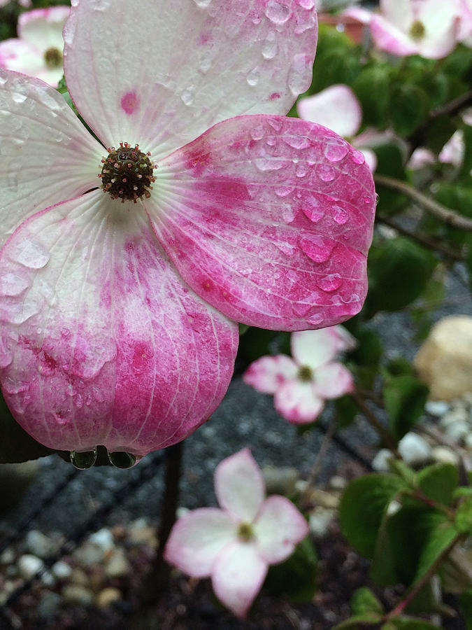 Pink Dogwood in the Rain Photograph by Jacklyn Duryea Fraizer
