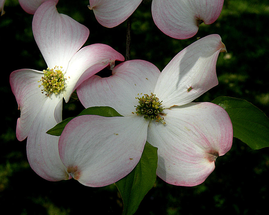 Pink Dogwood Photograph by Janis Kirstein