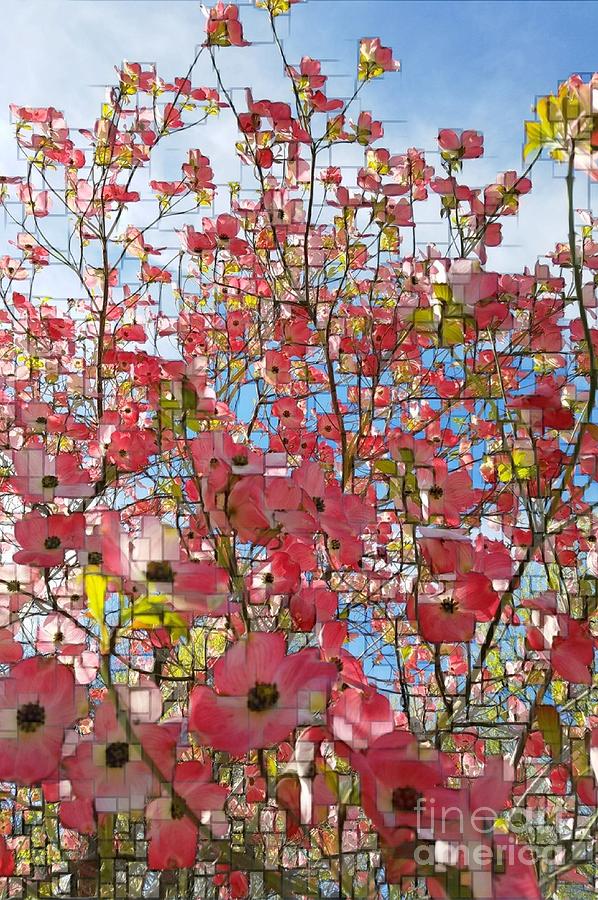 Flower Photograph - Pink Dogwood by Jodie Marie Anne Richardson Traugott          aka jm-ART