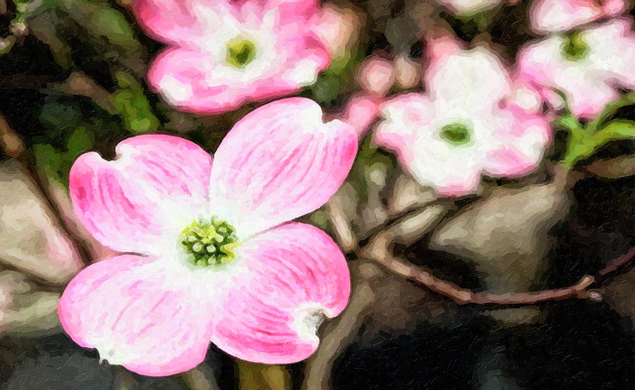 Pink Dogwood Painting Digital Art