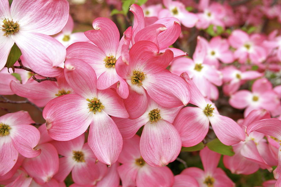 Pink Dogwood Riot Photograph by Michele Myers