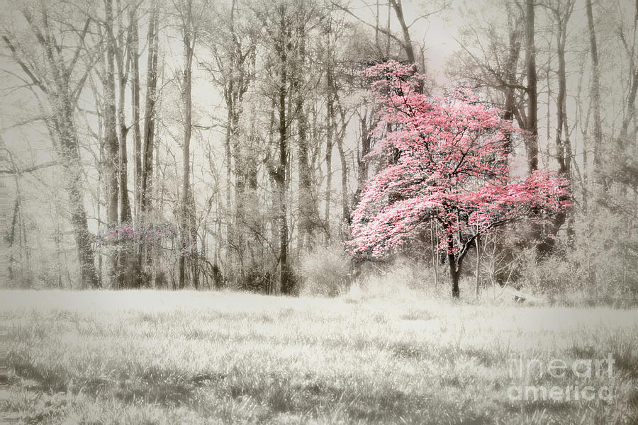 Pink Dogwood Photograph by Sari Sauls