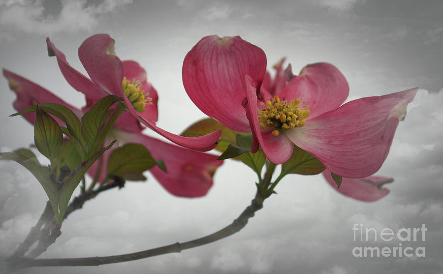 Pink Dogwood Photograph by Skip Willits