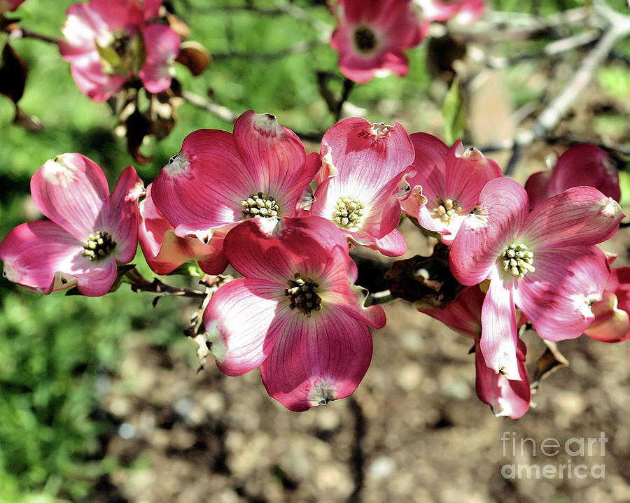 Pink Dogwood Photograph by Smilin Eyes Treasures