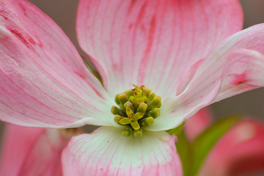 Flower Photograph - Pink Dogwood by Tiffany Anthony