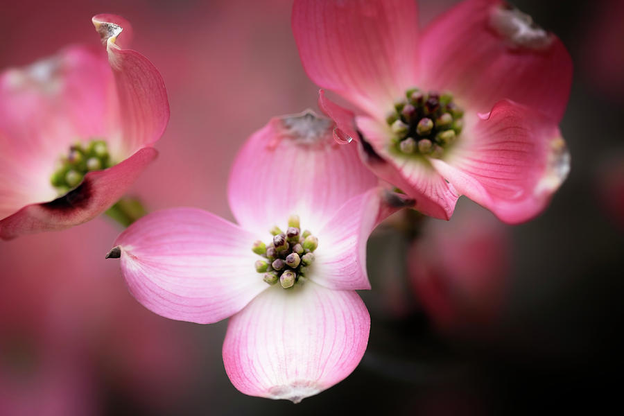 Pink Dogwood Photograph by Tom Singleton