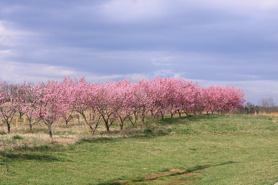 Pink Pear Trees Photograph by Karen Ruhl